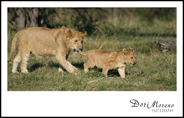 Lion Cubs at the Lion Park