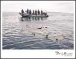Paddle Out for sharks