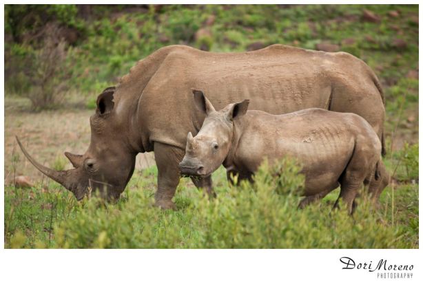 A rhino with horn intact and baby